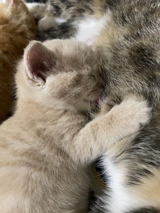 Продаються кошенята бобтейл