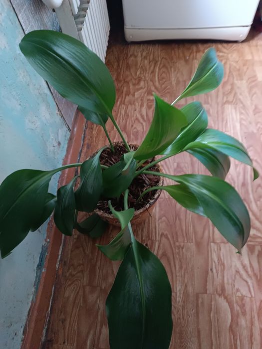 Прекрасні еухаріс, гемантус в подарунок