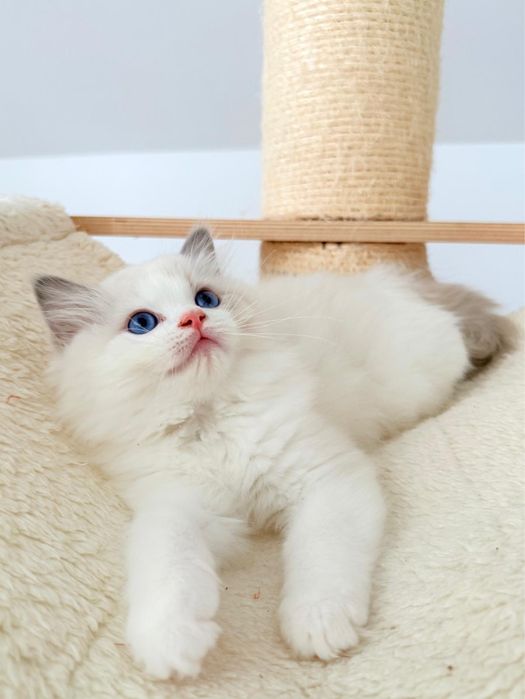 Kocur Ragdoll kociak blue bicolor, kot - rodowód FPL, Draco - gotowy do odbioru