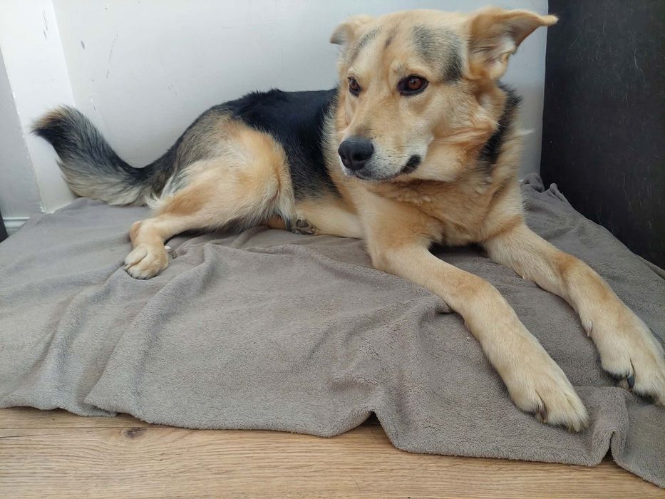 Podaruj dom dla psa w potrzebie