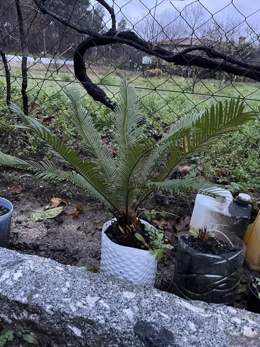 Palmeira sica revoluta