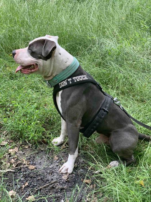 Вʼязка Амстафф блакитний