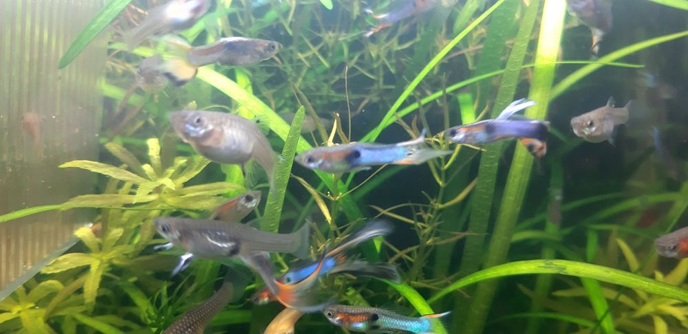 Guppys blue  cauda lira