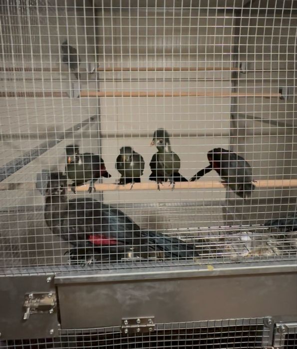 Turaco leucotis
