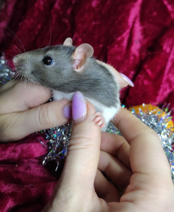 Крыски  , хороший подарок на праздники