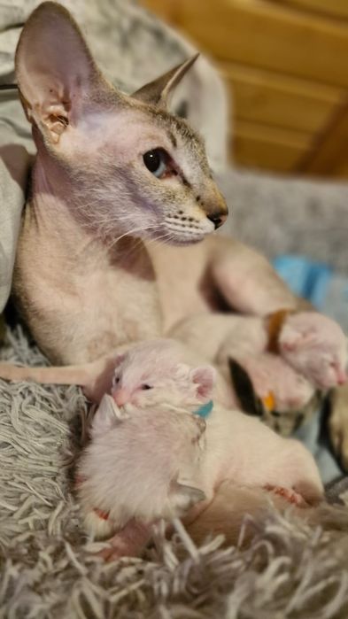 Peterbald   kotka