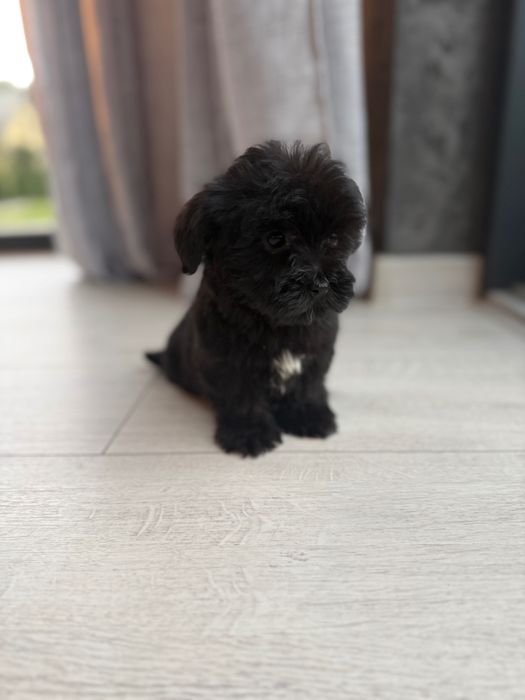 Szczeniaki morkie