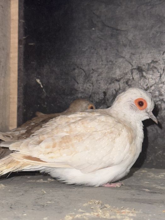 Gołąbki diamentowe para czerwona