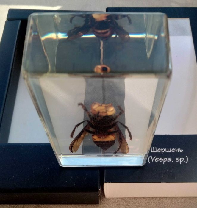 Сувенір шершень в епоксидній смолі
