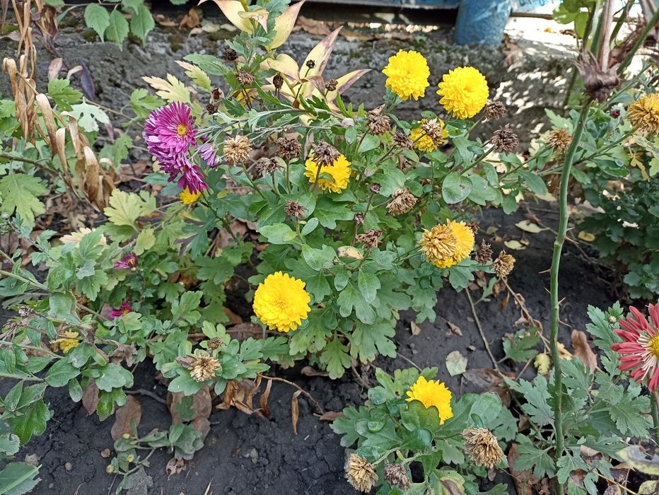 Літні хризантеми