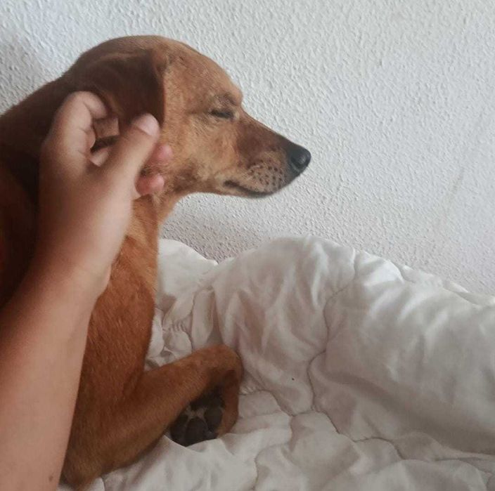 Ozzy para adoção responsável