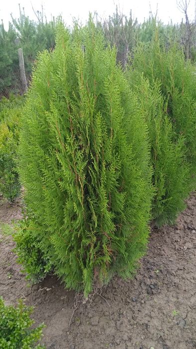 Продам гарну тую