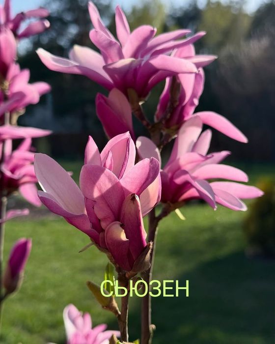 Дерева,квіти,кущі