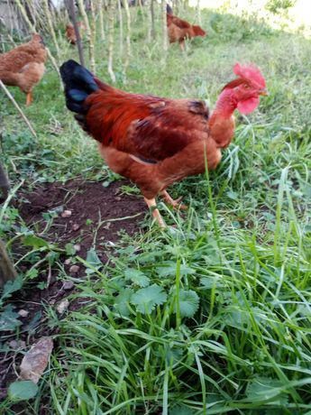 Galos Caseiros Criados ao Ar Livre