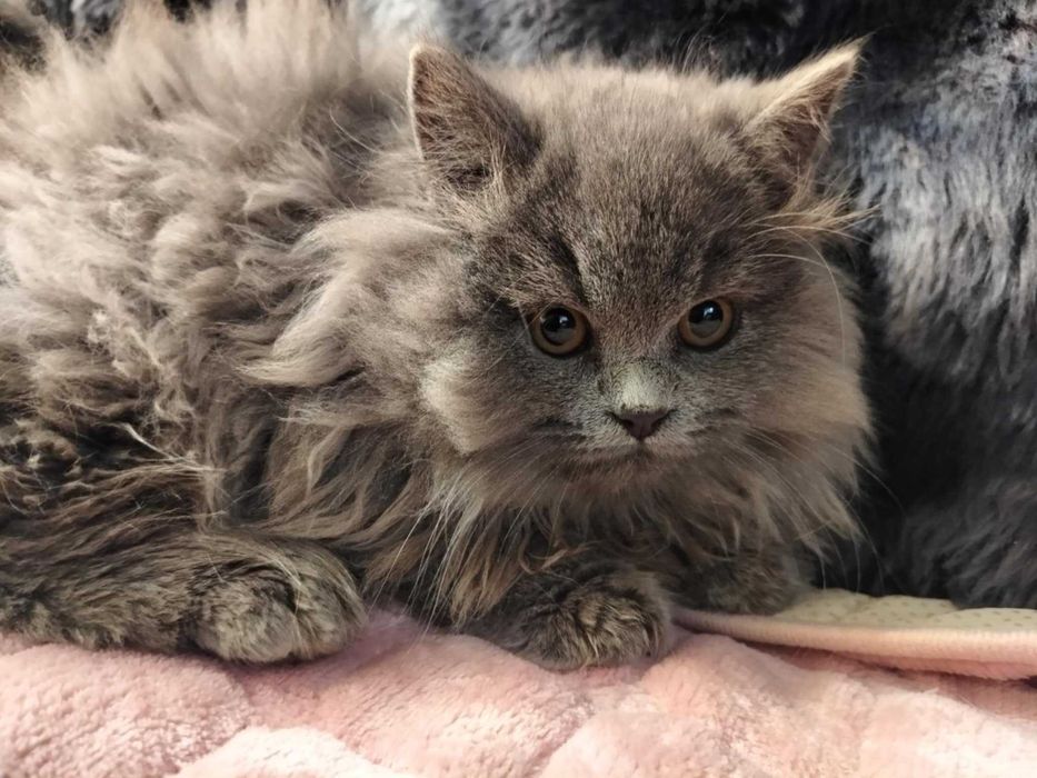 Kot brytyjski rodowodowy