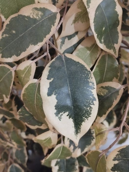 Planta Artificial Figo Chorão decoração