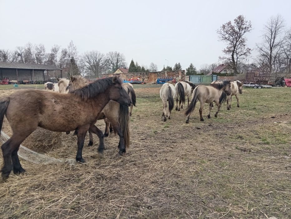 Klacze konik polski