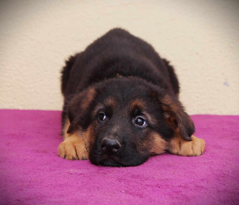 Німецька вівчарка цуценята