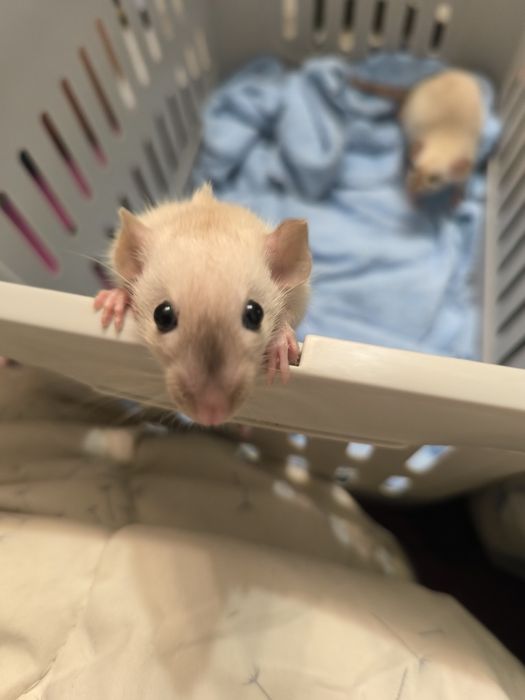 Dwa Szczury Dumbo Syjamskie Rasowe - STANDARD