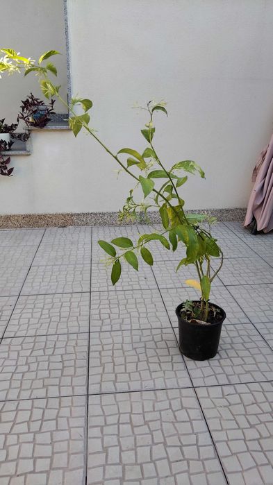 Planta Dama da noite perfumada (cestrum)