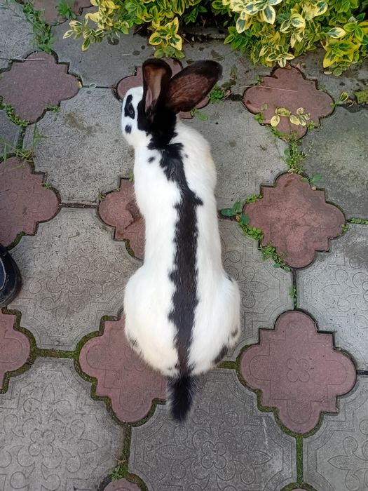 Продаються кролі