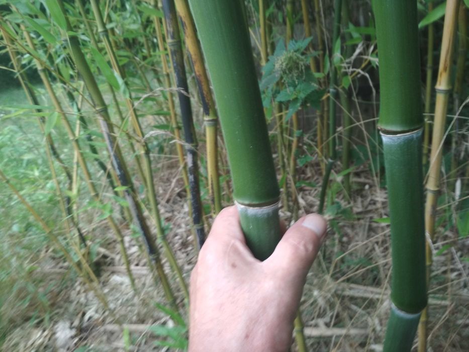 BAMBUSY Phyllostachys w KAMPINOSIE, zimozielone, mrozoodporne