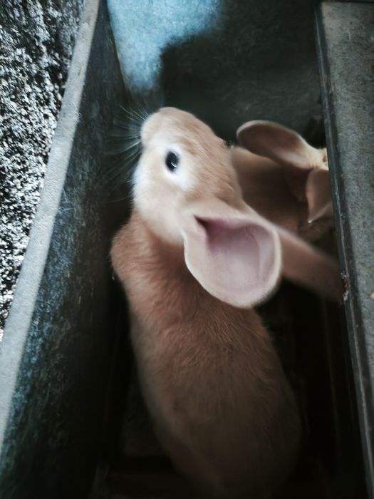 Coelhos láparos Leonardo Borgonha