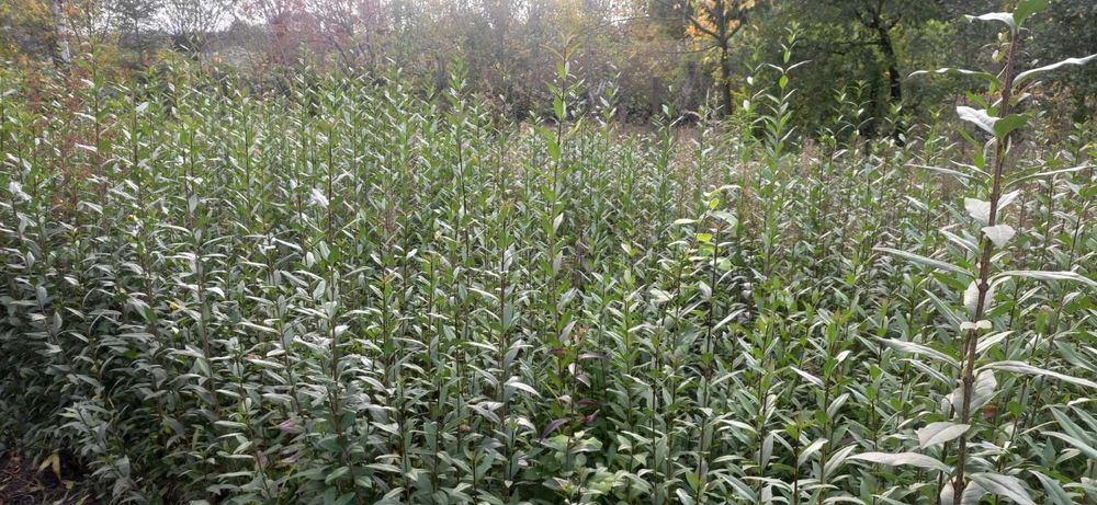 Бірючина живопліт