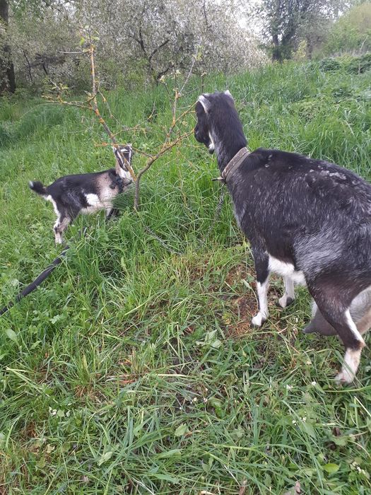 Козичка в добрі руки