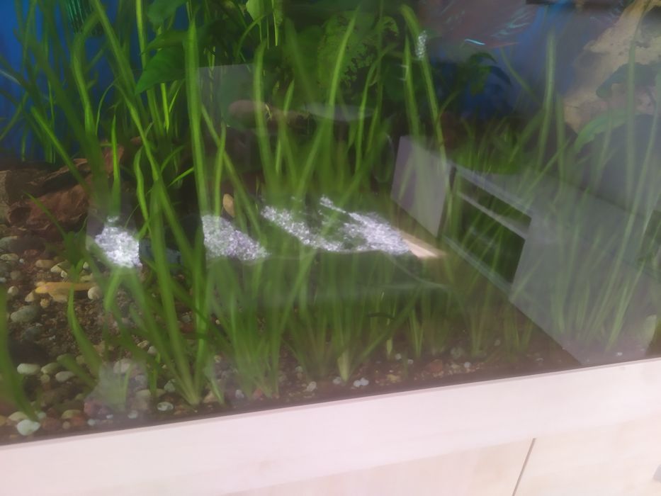 Rośliny z przecinki trawa anubias