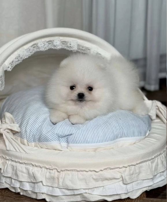 Шпіци манюні гарнюні