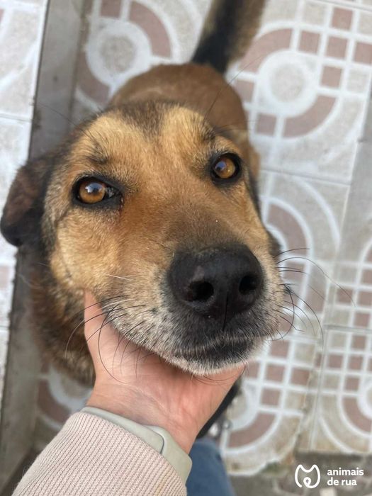 Lassie | Para Adoção