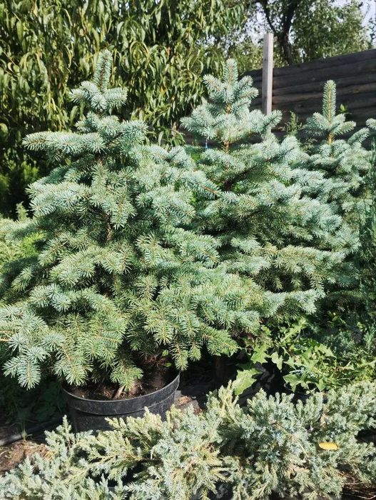 Туя шаровідна, сосна гірська, верба на штамбі, гортензія метельчата,