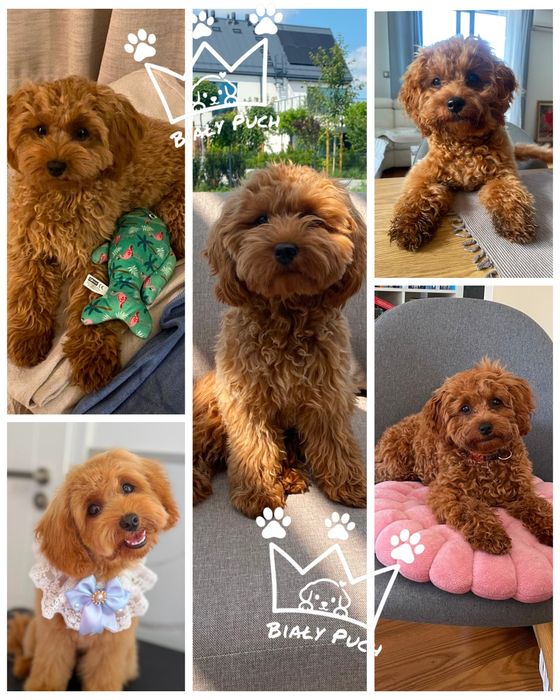 Cavapoo cavadoodle toy Mini red brown badania wyprawka paszport