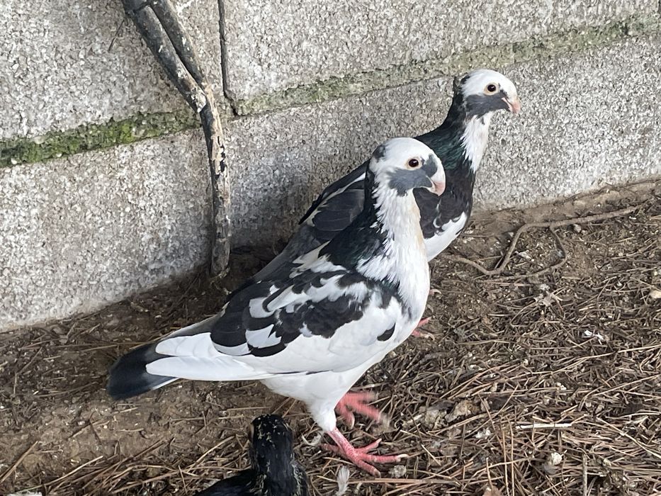 Casal de pombos beleza alema