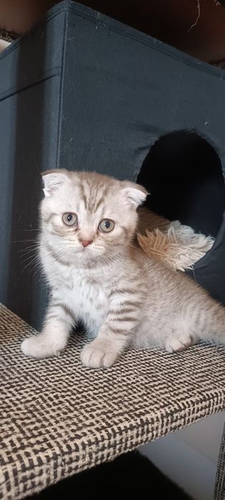 Scottish Fold macho
