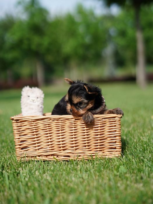 Щеночки красавчики