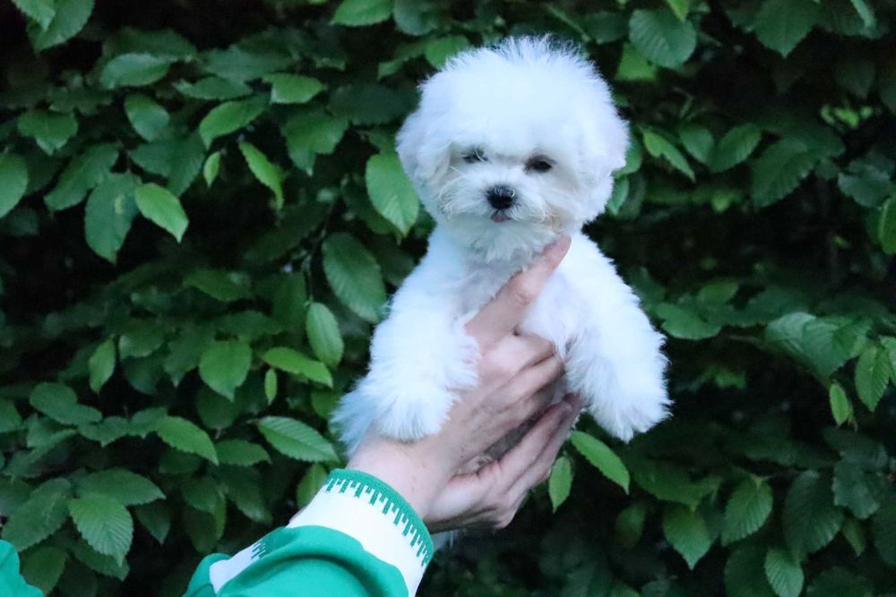 Дуже кукольна дівчинка бішона Китайські та США крові