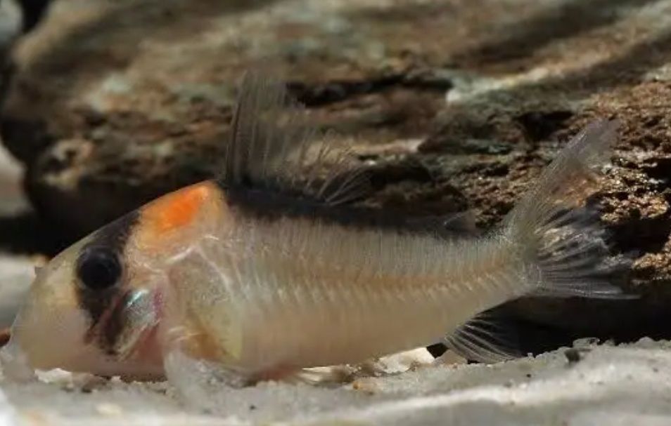 Kirysek Adolfa, hoplisoma Adolfoi