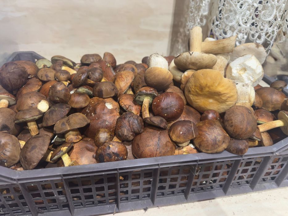 Grzyby; Borowik; Podgrzybek; Maślak; rydz - świeże - zamówienia