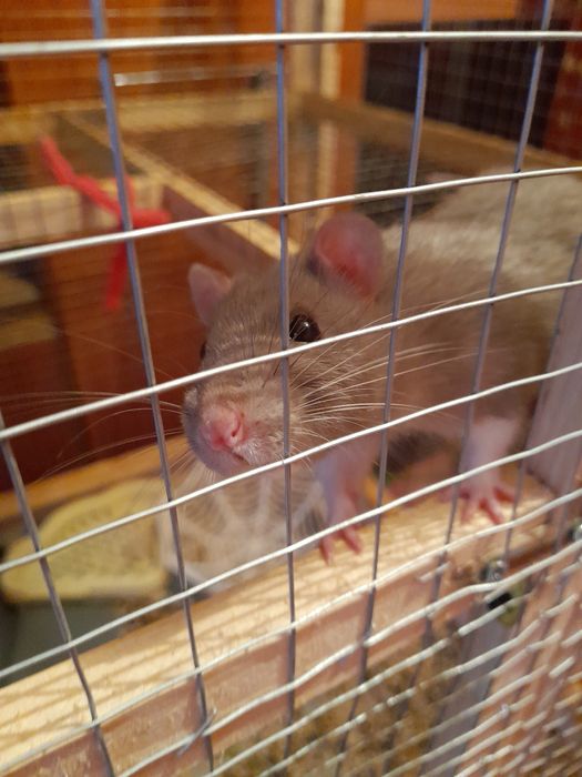 Домашние крысята