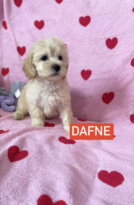 Maltipoo maltańczyk pudel sunia