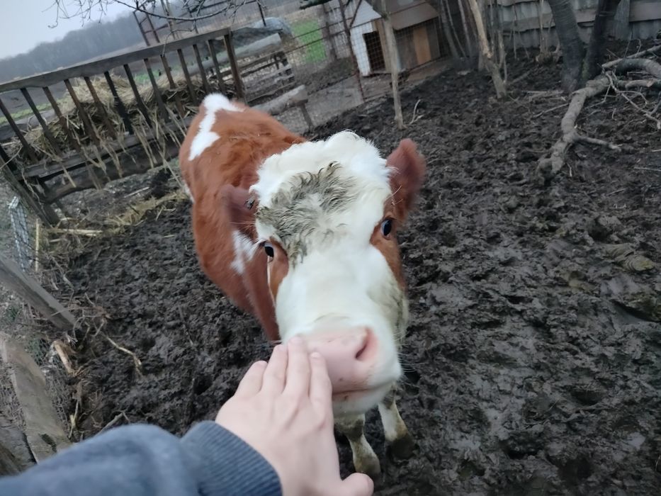 Молода теличка молочної породи