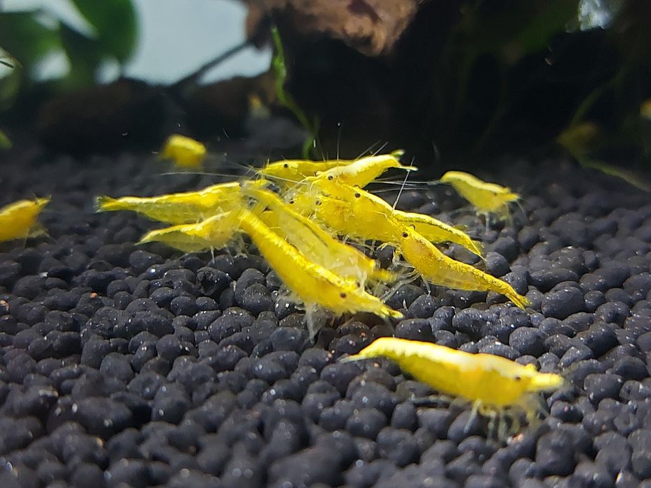 Krewetki Neocaridina Yellow Neon