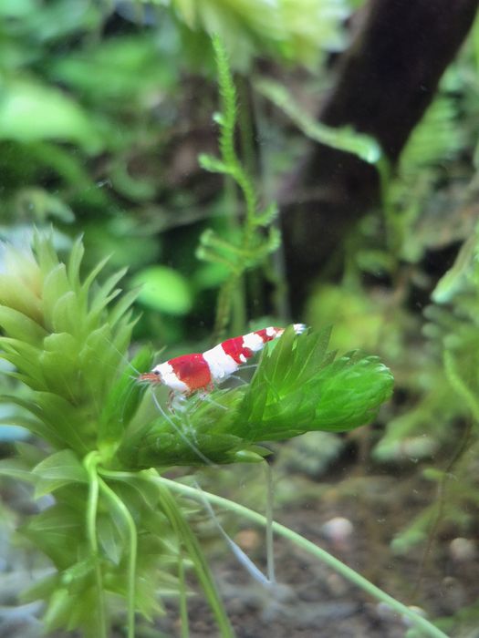 Krewetki Caridina PRL
