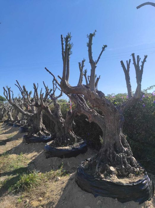 Oliveiras Centenárias