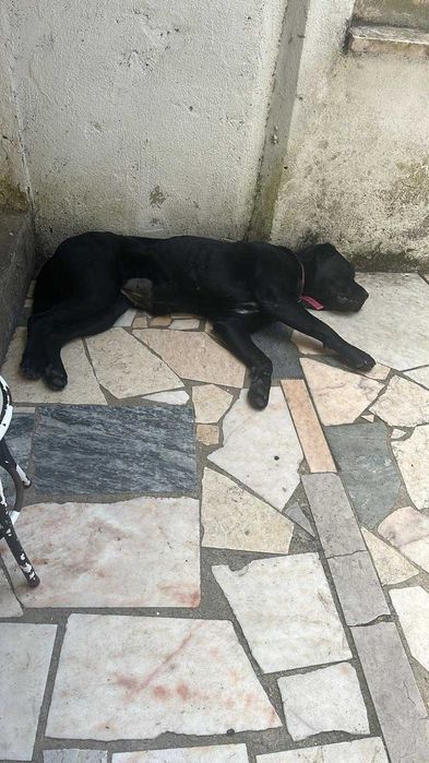 Cane Corso X Labrador