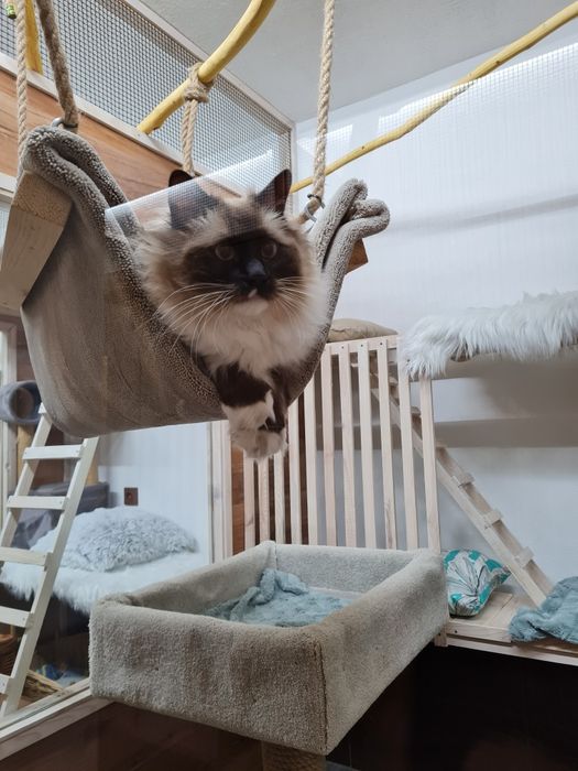 Hotel dla kotów Łódź,  Konstantynów Łódzki