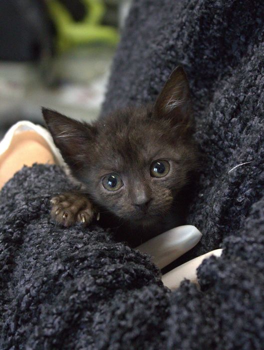 Uroczy Aluś i Alinka szukają domu!