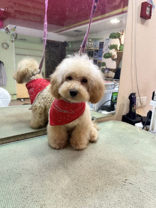 Красавчик пудель мальчик